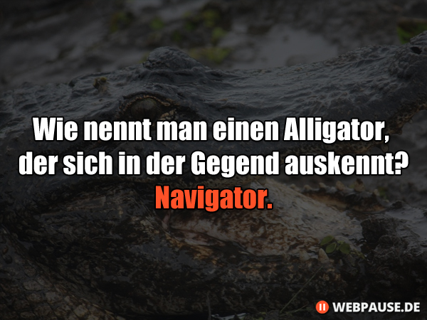 Wie nennt man einen Alligator, der sich in der Gegend auskennt? Navigator.